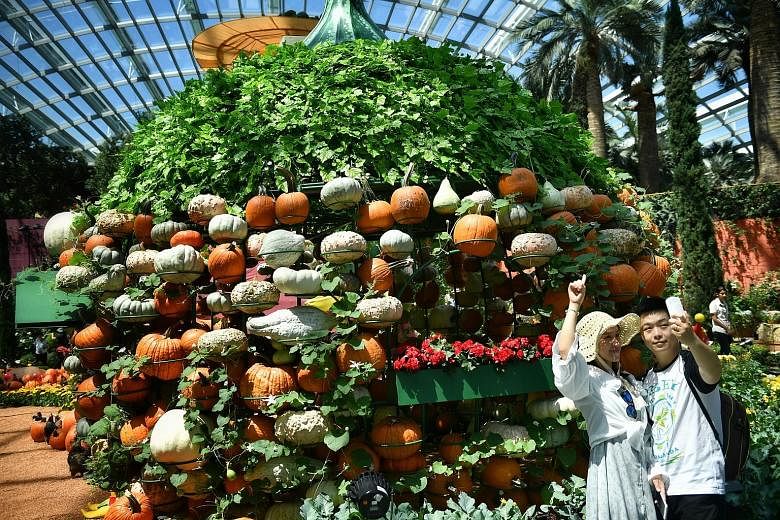 More than 2,000 pumpkins in various shapes, sizes and shades of orange are on display at Autumn Harvest at Gardens by the Bay.