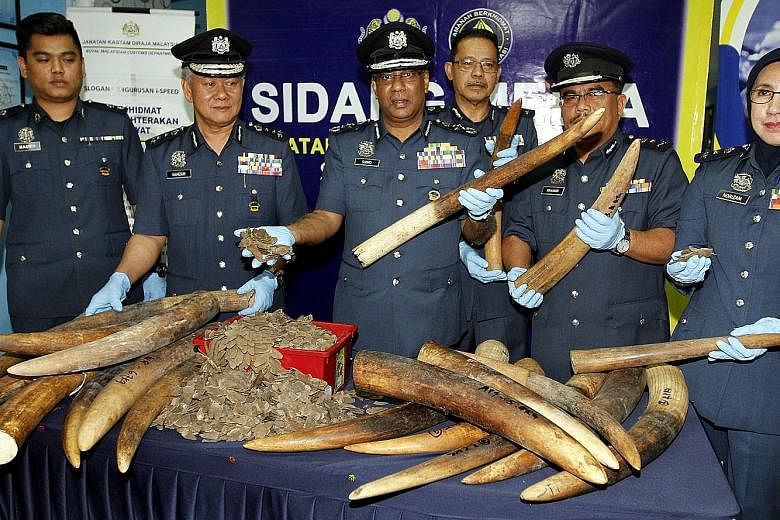 Customs officers in Sabah seized RM80.5 million (S$26 million) worth of elephant tusks and pangolin scales from two shipping containers passing through Sepanggar port on Aug 29. The items are believed to have originated from Nigeria and were bound fo