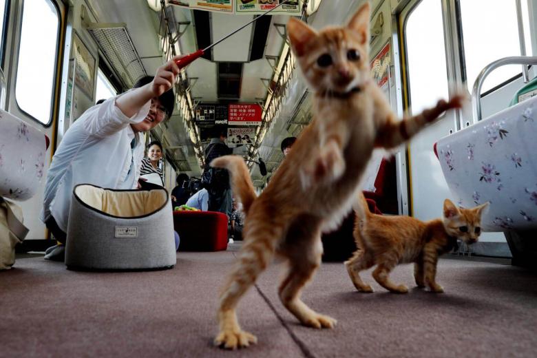 Cats on a train! Japan railway lets felines roam to raise awareness of