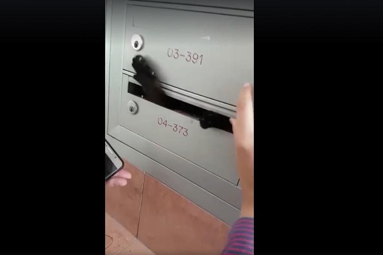 A distinctive cry for help led Ms Nurhayati Hashim to a letterbox and, when she pushed on the slat, out came a paw. The cat was freed from the locked letterbox with the help of a SingPost staff member and given food by residents.
