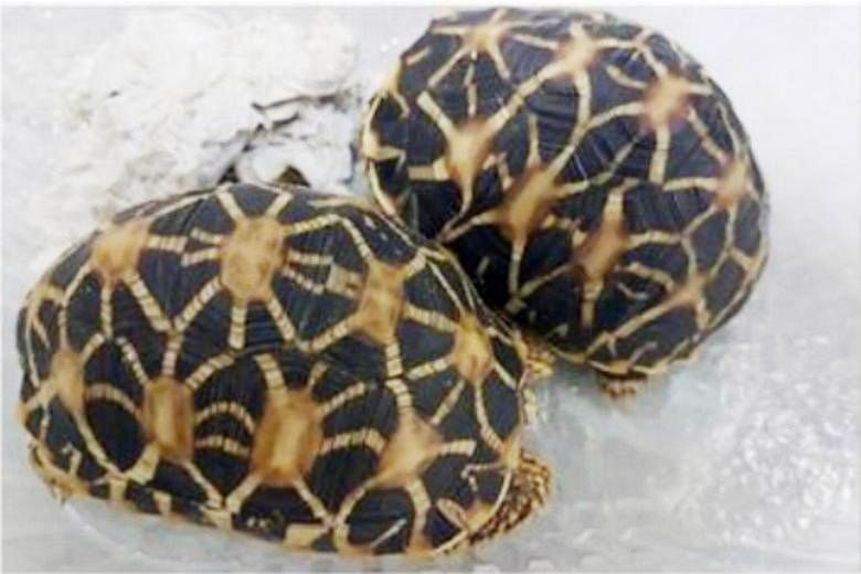 The two Indian star tortoises (above) and hedgehog that were seized by the authorities in a sting operation.