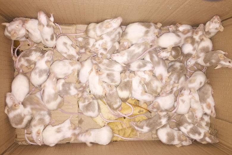 The abandoned mice, which were about 6cm long, minus their tails, were picked up by passers-by and placed in a cardboard box. They were handed over to the Society for the Prevention of Cruelty to Animals and are undergoing health checks.