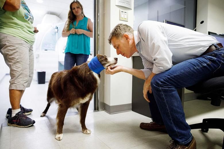 Dr Gregory Berns with Wil, an Australian shepherd involved in the neuroscientist's experiment. Dr Berns scans the brains of dogs for glimpses at their inner lives. One conclusion: Fido does love you, and not just because you feed it.