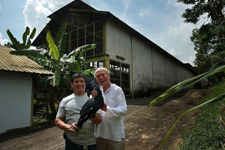 Mr Daniel Teo (at right), with curator Rosendo Jacildo, showing off a black palm cockatoo, one of the exotic bird breeds bred by Mandai Birds Sanctuary. The sanctuary now has just over 1,000 birds across about 70 species.