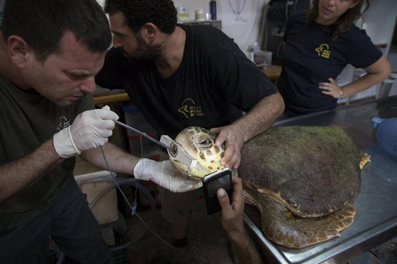 In Pictures: Rescuing sea turtles in Israel | The Straits Times