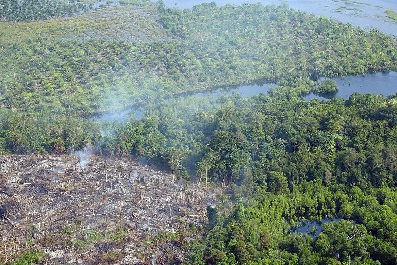 Smoke rising from clearings in Indonesia's Giam Siak Kecil-Bukit Batu Biosphere Reserve in February this year. The protected forest was being cleared illegally to make way for plantations.