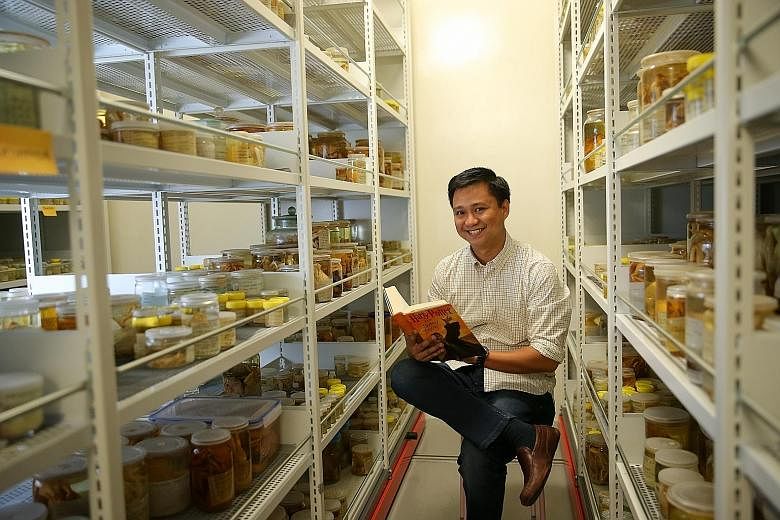 The Harryplax severus, a pale yellow crab, was named by the Lee Kong Chian Natural History Museum's crustacean curator, Dr Jose Mendoza (left), who is an avid fan of the wizarding world. Dr Mendoza was inspired by Professor Severus Snape, the potions