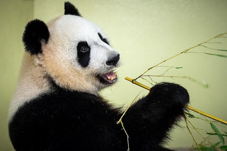 China's giant panda had a smaller habitat in 2013 than when it was declared endangered more than 20 years earlier, researchers said, with their living space coming under threat from earthquakes, road construction, tourism and global warming.
