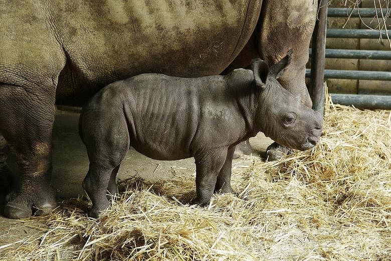 White rhinoceros Donsa gave birth early on Sept 6 to her 11th calf and the Singapore Zoo's first male rhino in five years, after a string of females. The youngling has yet to be named, but is reported to be energetic and healthy.