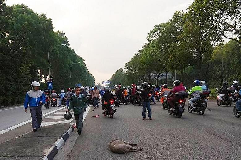 Pictures of the scene posted on Johor Baru traffic group Traffic Report JBS showed a dead boar on the road, and a large group of motorcyclists gathered around a man lying on the road.