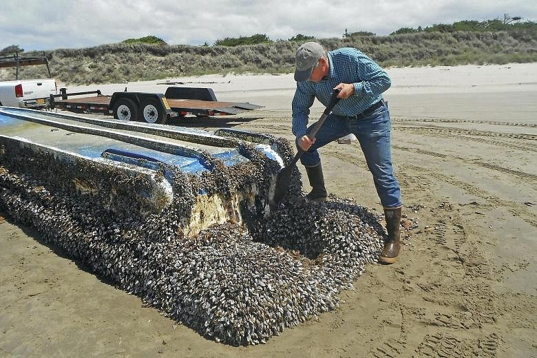 Researcher John Chapman inspecting a derelict vessel from Japan that washed ashore on Long Beach, Washington state, in this undated photo. Debris from the 2011 tsunami teemed with sea animals native to the waters of Japan.