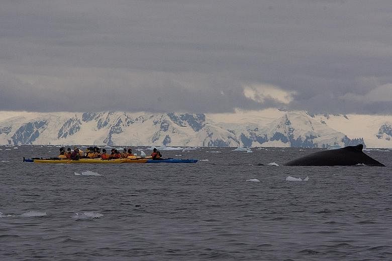 Kayakers in Antarctica getting close to a humpback whale.