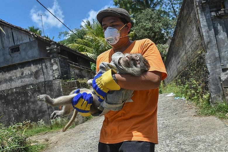 A sedated monkey being carried from a villager's house in Sideman last Friday. Around 10,000 cows have been moved from the cattle-farming hub on Mount Agung's slopes, but more animals remain in the red zone.