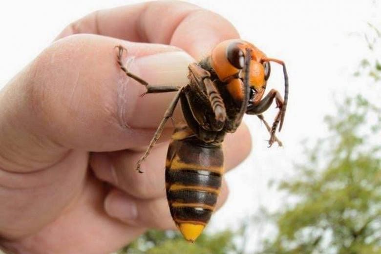 giant hornet stings