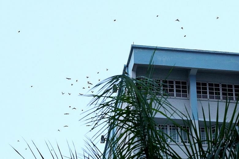 Wagtails spotted near HDB blocks in Yishun on Friday evening, before they swooped down to the palm trees.
