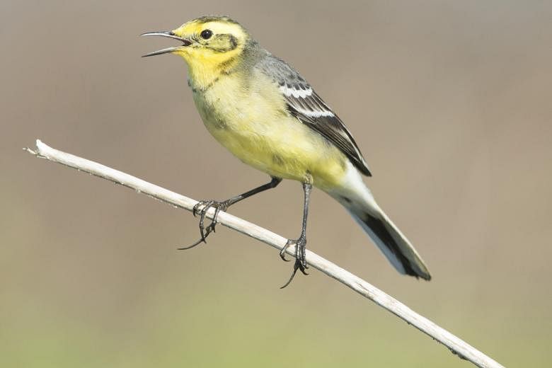 The eastern yellow wagtail is among the four wagtail species seen in Yishun.