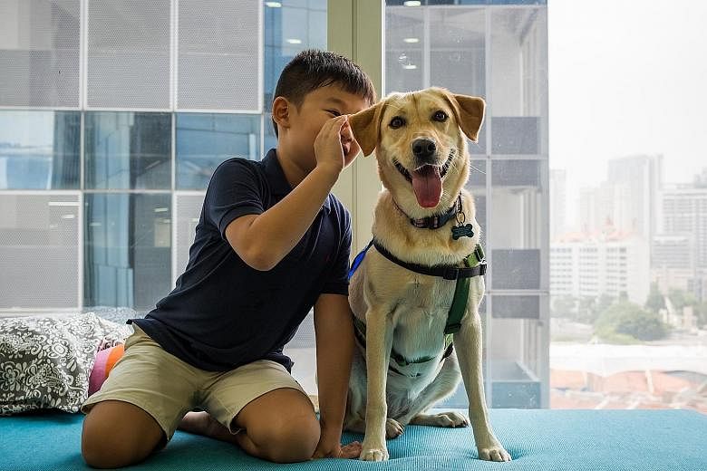 Posed picture of a boy with Telly, a labrador retriever, which is the chief therapy dog at Pawsibility.