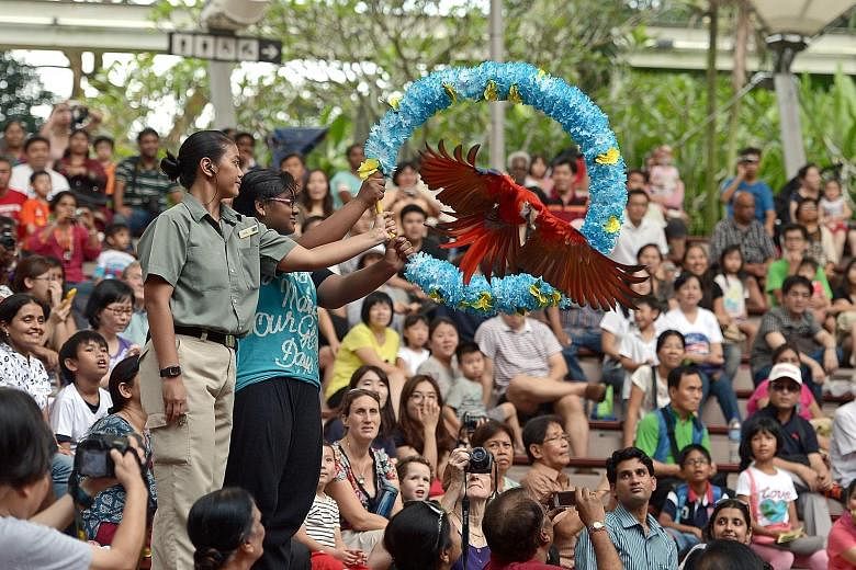 Top: An artist's impression of the new Bird Park's immersive walk-in aviary. Above: A macaw performing at the High Flyers Show. When the Bird Park moves to Mandai, shows will be done in a mesh-covered amphitheatre to prevent birds from escaping.