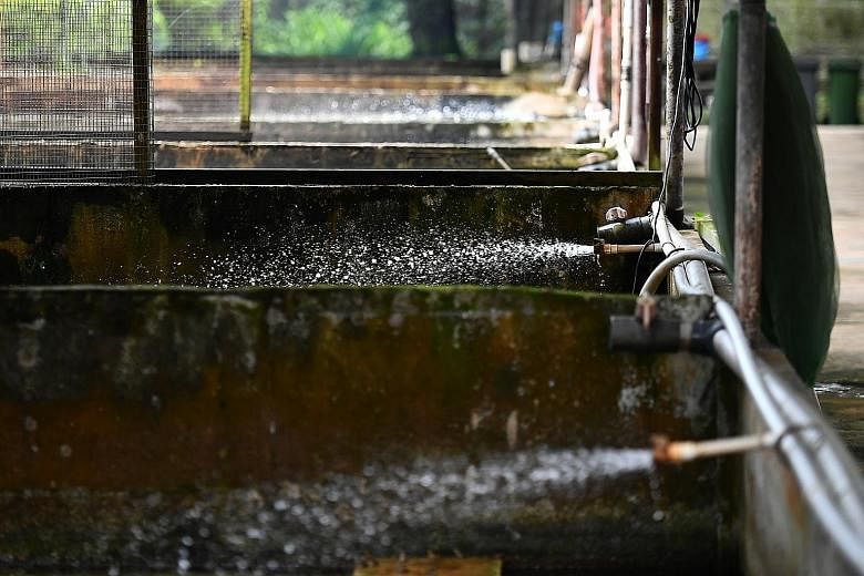 At Jurong Frog Farm, water constantly spurts out of pipes into dozens of concrete tanks. This constant circulation of water, which comes from a well and reservoir on the farm's premises, keeps the water fresh.