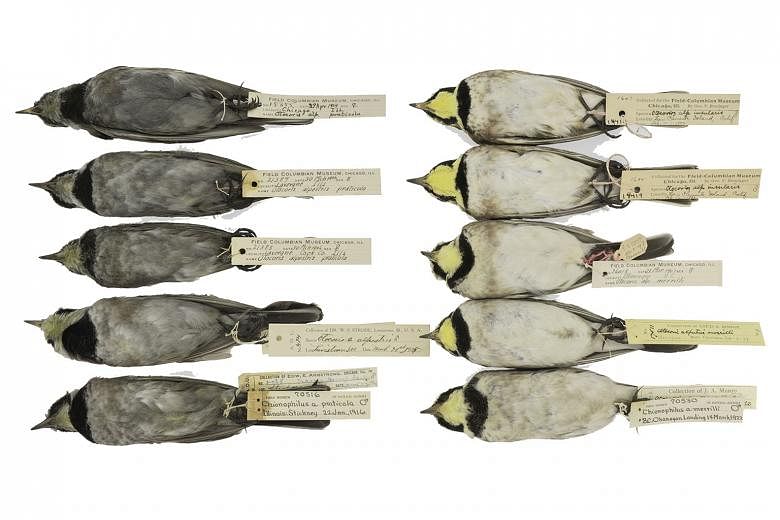 Horned Larks from The Field Museum's collections, with grey birds from the turn of the century and cleaner birds from more recent years when there was less soot in the atmosphere.