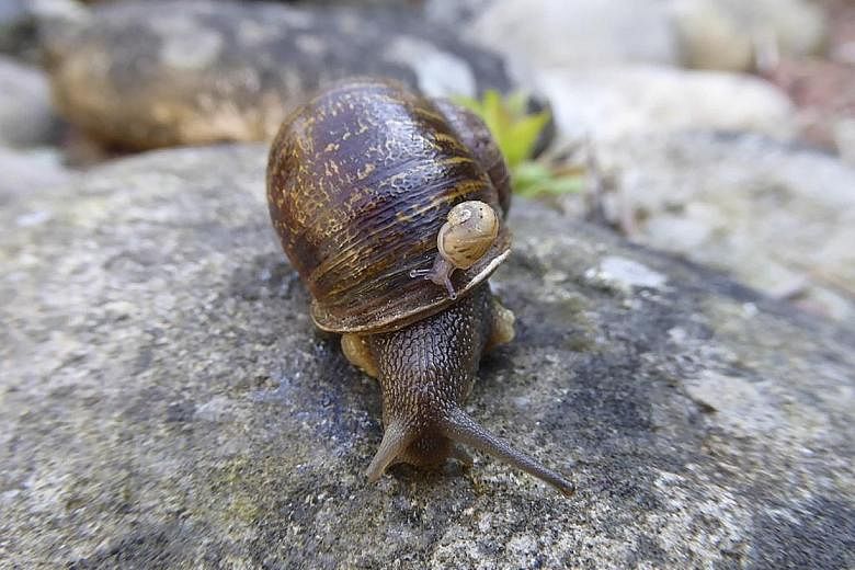 An evolutionary geneticist had appealed to the public to find Jeremy the "lefty" snail a mate, to find out if its left-coiled shell was inherited or just a developmental mishap.