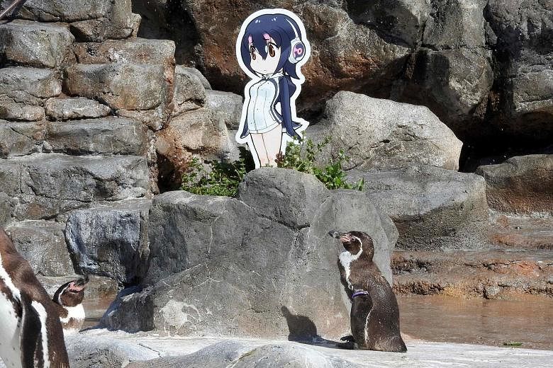 Penguin Grape shot to fame after it fell in love with a cardboard cut-out of Hululu, a character from the Japanese anime Kemono Friends, and stood staring at it for hours.