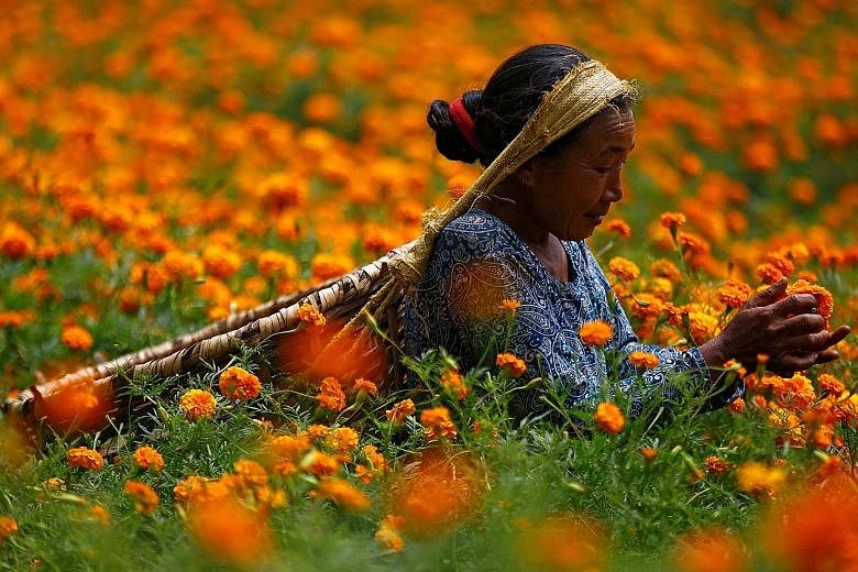 A woman picking marigold flowers used to make garlands and temple offerings for the Tihar festival, also called Diwali, in Kathmandu, Nepal, this week. The festival is better known as Deepavali in Singapore and Malaysia.