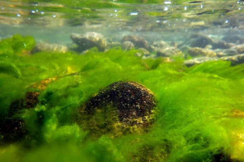 World's deepest lake in peril, scientists warn | The Straits Times