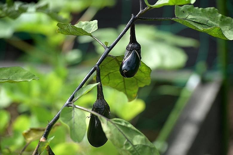 Brinjals are trapper, or "sacrificial", crops for tomatoes. They attract tomato pests and so serve as an alarm. Pollinator-attracting crops like sunflowers can be placed on the boundaries of plots to attract beneficial insects. Basil and marigold are