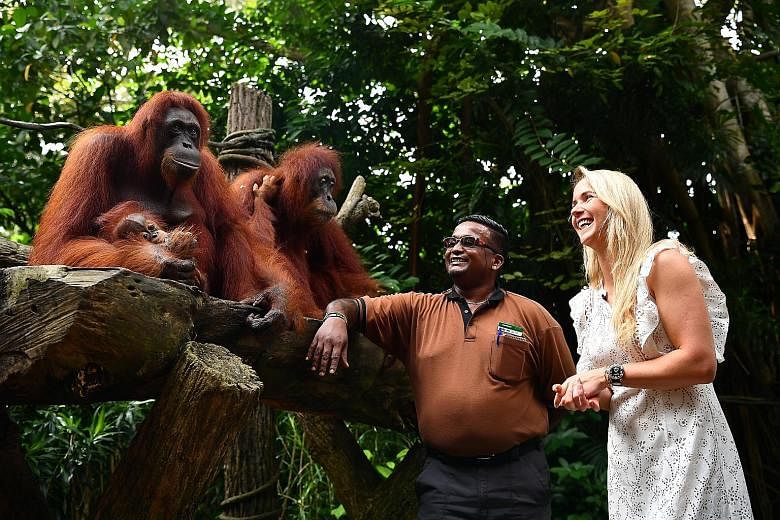 Kumaran Sesshe, head keeper of great apes, introducing the orangutans to Elina Svitolina during the tennis player's visit to the Singapore Zoo yesterday. She is in Singapore to play in the WTA Finals, which starts on Sunday.