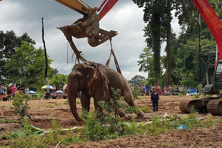 A 15-year-old male elephant rescued from a muddy canal in Thailand's northern Phitsanulok province has only a 50-50 chance of survival due to its broken legs, a veterinarian said. The elephant, now named Tara, was lifted on Thursday using two backhoe