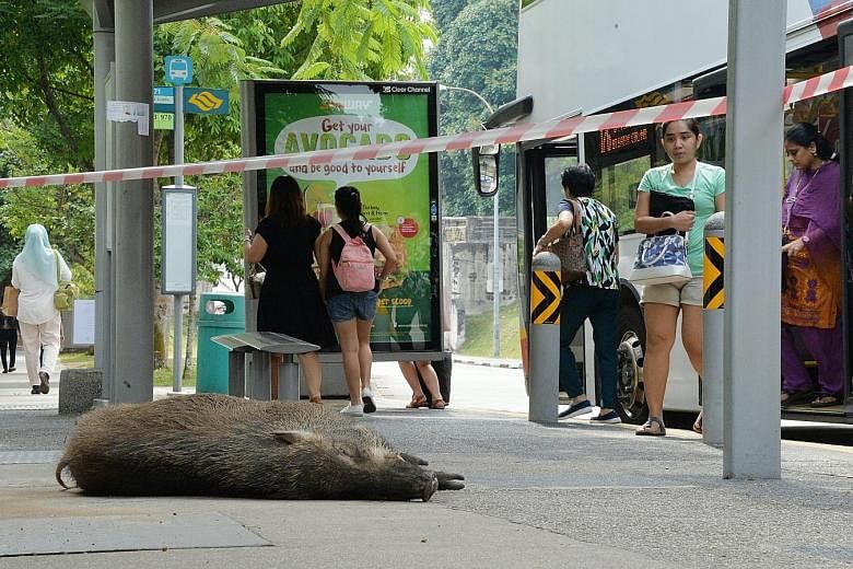 The wild boar (above, left) that attacked Mr Michael Jin last Thursday died after it was hit by a passing bus. On Tuesday, Mr Jin received a visit from Ms Low Yen Ling in hospital.