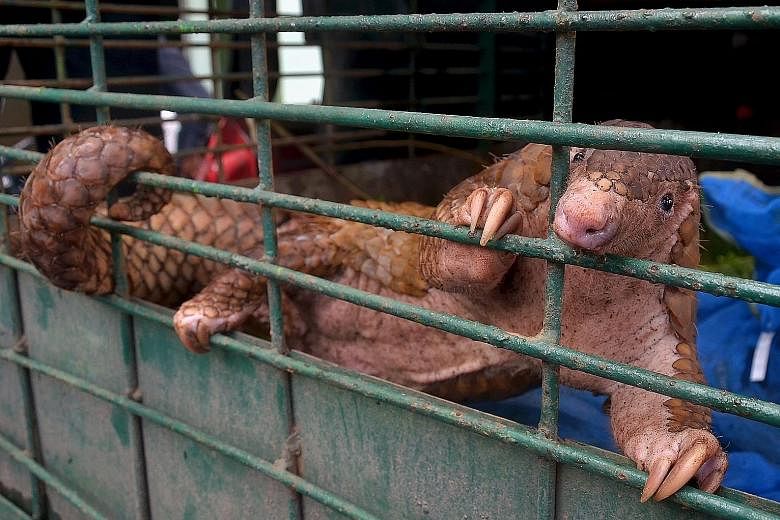 Conservationists estimate the pangolins seized in Pekanbaru to be worth US$1.5 million (S$2 million).