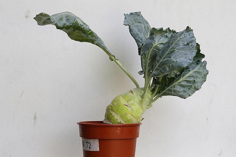 A kohlrabi plant also grown using LED grow lights. The height, leaf surface area and stem diameter of individual plants were measured to study the effectiveness of LED lights in plant growth.