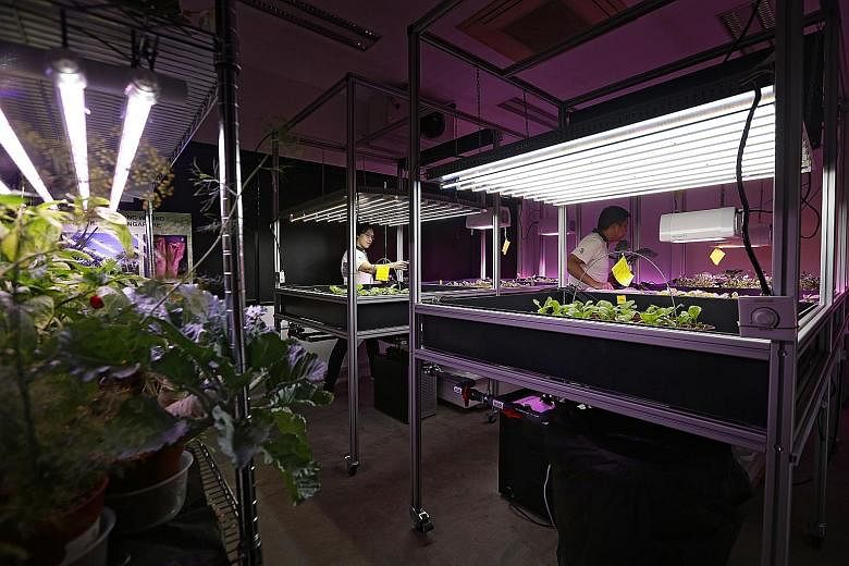 The grow room set up by NParks at HortPark, where horticulturists are studying how effective LED lights are in promoting plant growth under indoor conditions. The study started in April and the team has almost completed its first batch of experiments