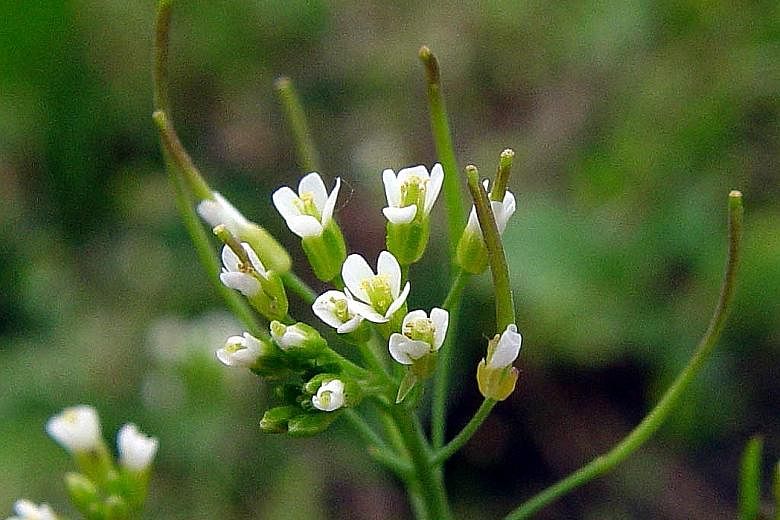 A study shows that when the mustard plant, Arabidopsis thaliana, is damaged, it grows back bushier and ramps up its chemical defences so that it comes back even stronger.