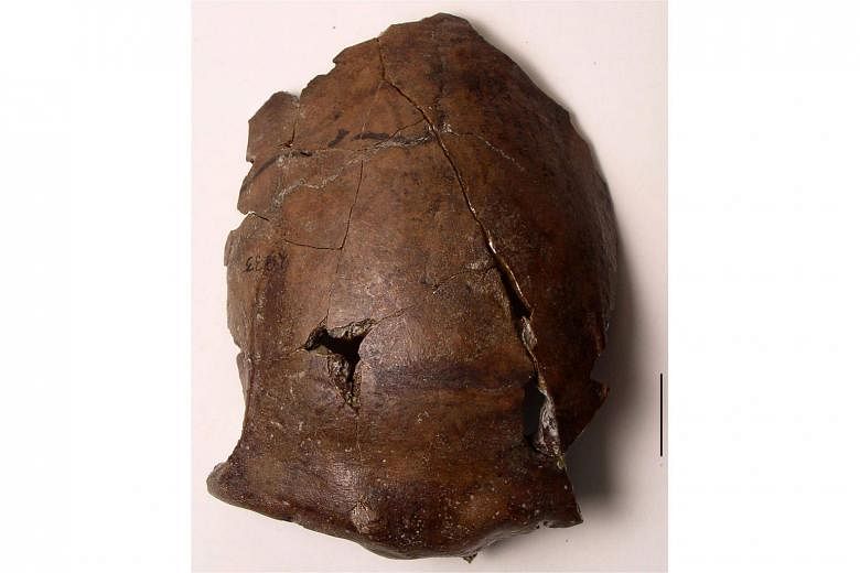 A 6,000-year-old skull found in Papua New Guinea is likely the world's oldest-known tsunami victim, experts said yesterday after a new analysis of the area it was found in. The partially preserved Aitape Skull was discovered in 1929 and long thought 