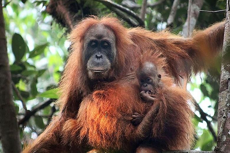 The Tapanuli orang utans at the Batang Toru Ecosystem in North Sumatra. Their tiny population is under severe threat.