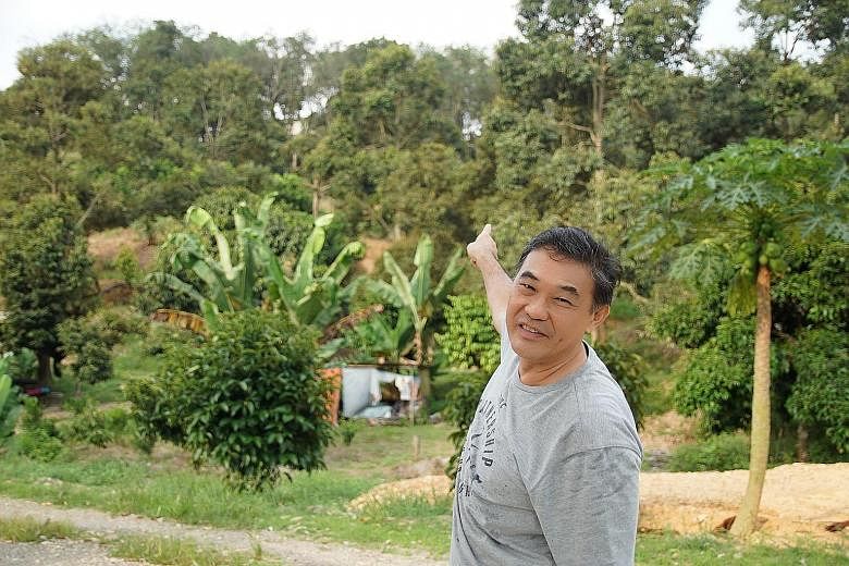 Left: Orchard owner Jimmy Loke pointing out durian trees on his farm in Bentong. Durians are drawing Chinese tourists to Malaysia's New Villages, with some willing to pay up to RM100 (S$32) a kilogram for the Musang King variety. Top and above: A sin