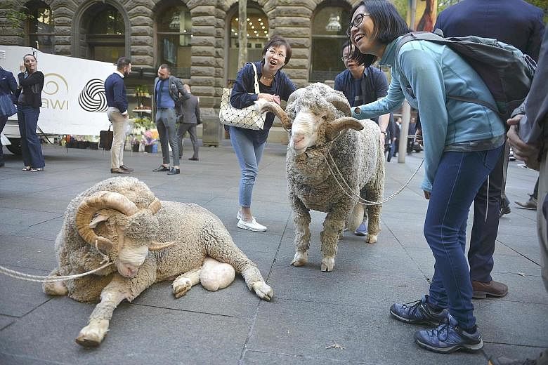 The Australian Wool Innovation's display of merino sheep catching the attention of Chinese tourists in Sydney. Overall, about 1.31 million Chinese visitors arrived in Australia in the year to August.