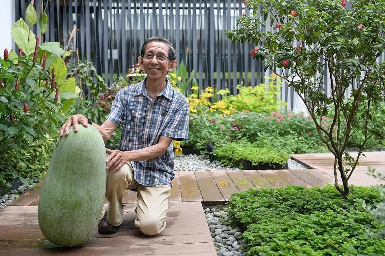 Mr Ivan Loh, 71, with his 25kg winter melon, which won him the Heaviest Winter Melon prize and $500 at the Community Garden Edibles Competition.