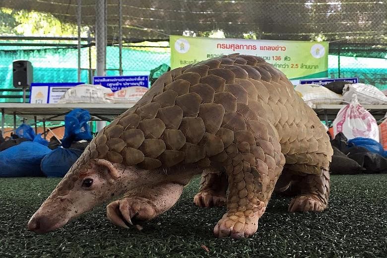 The pangolin is the most heavily trafficked mammal in the world.