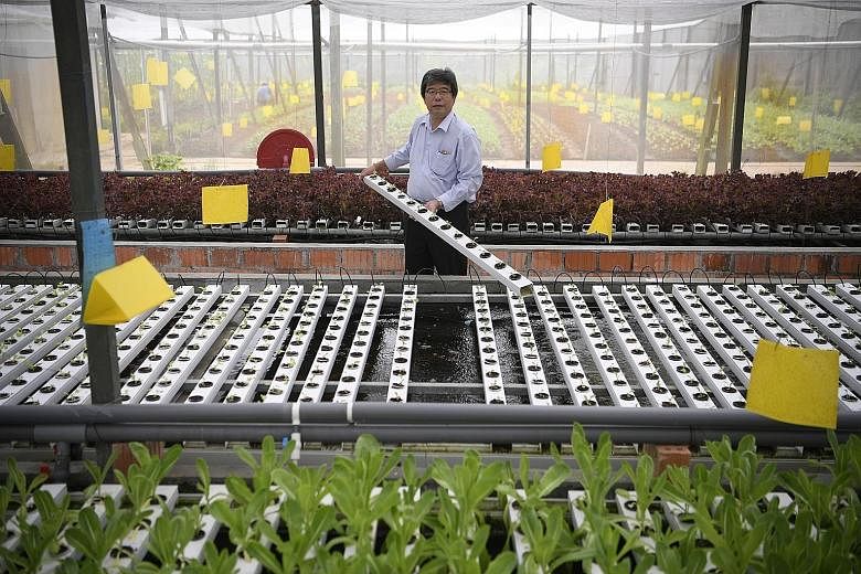 (Above) Mr Joseph Phua, who runs Orchidville farm in Sungei Tengah, uses an aquaponic system to rear fish and grow vegetables. He serves the produce and fish at a restaurant just beside his vegetable farms. (Left) Mr Phua constructed the hybrid syste