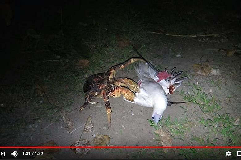 The coconut crab climbed a tree and attacked the seabird in its nest situated on a branch.