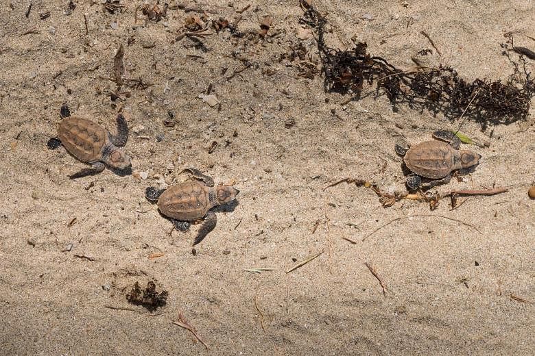 Of the 141 eggs, 100 hatched on Oct 18. The baby turtles were released onto a beach where they crawled towards the water themselves.