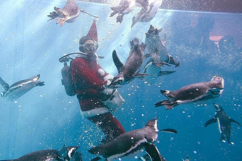 An aquarium keeper dressed as Santa Claus feeding Magellanic penguins during a Christmas event at Hakkeijima Sea Paradise in Yokohama, Japan, last Saturday. The aquarium's Christmas activities started that day and will run until Christmas Day.
