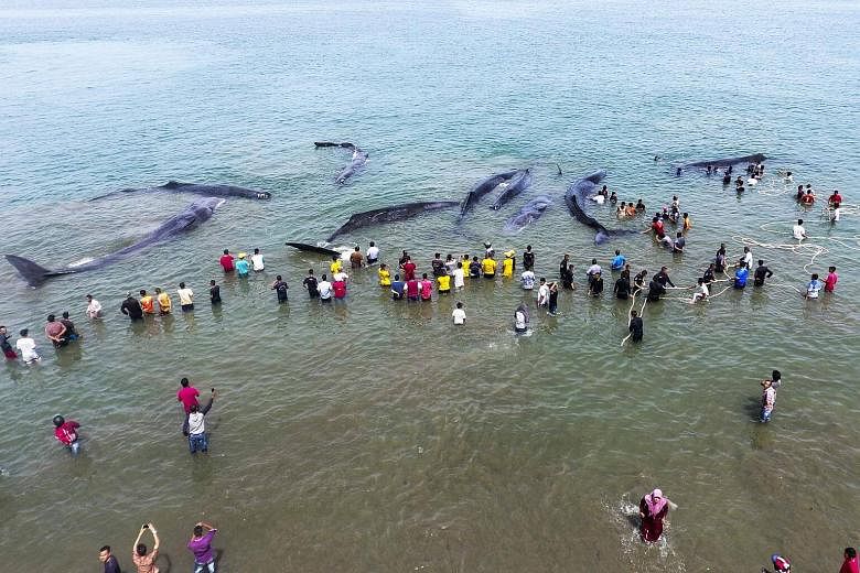 Indonesian volunteers save six beached whales