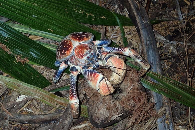 coconut crab attacks human video