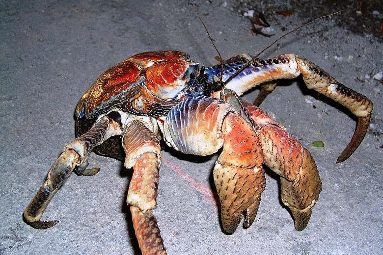 The coconut crab can live for more than 60 years and can weigh up to 4kg.