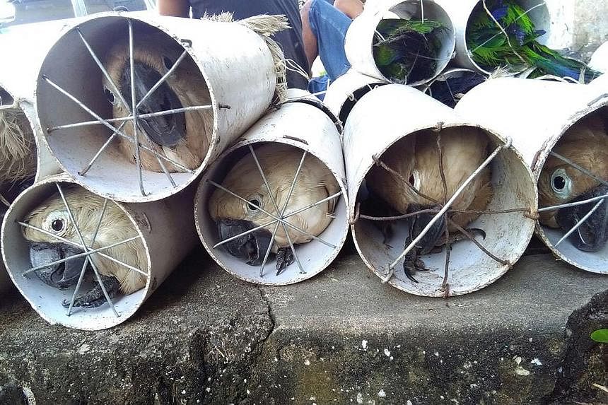 Indonesian police arrested four men after over 100 exotic local birds were found stuffed inside plastic pipes, ready to be smuggled for sale by a suspected wildlife-trafficking ring. The 41 endangered white cockatoos (below) and 84 eclectus parrots w